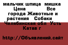 мальчик шпица (мишка) › Цена ­ 55 000 - Все города Животные и растения » Собаки   . Челябинская обл.,Усть-Катав г.